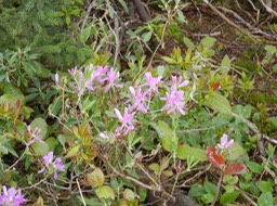 orchids in along the Cabot Trail