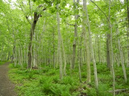 Grande Anse Valley; largest old hardwood forest in the Maritimes; A lot of Maple trees!