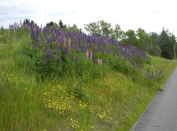 Lupines; the road side was full of these
