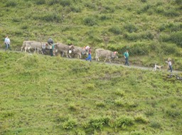 "alp abzug"; cows parade to lower altitudes