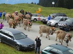the cows decked out in flowers