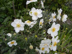 DSCN2806