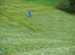 local farmer raking cut hay on steep slope