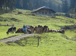 the source of the cheese raw material