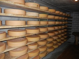 rounds of alpine cheese aging