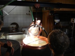 cheesmaker gathering curd in cheesecloth