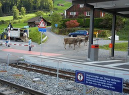 moving some of the cows in Lungern accross from the train station