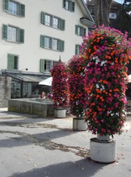 street flowers in Luzern