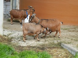some Lungern residents