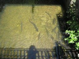 eels looking for food