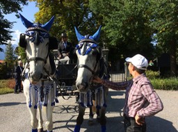 even the horses get decorated up!