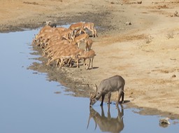everyone gets a drink