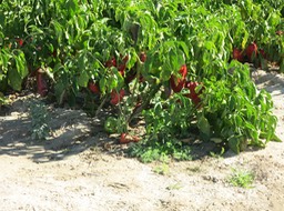 field of peppers along the trail