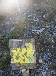 flowers along the walk