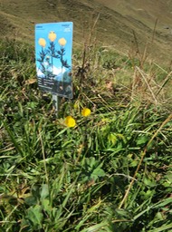 flowers along the walk