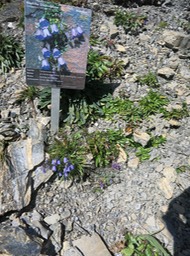 flowers along the walk