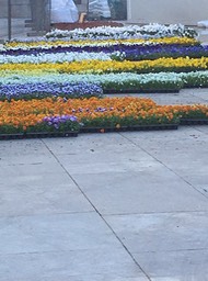 flowers to be planted in "The West Highland Terrier"