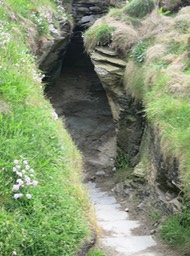 friendly fellow at Tintagel Castle ruins