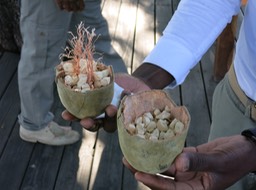 fruit from Baobab tree