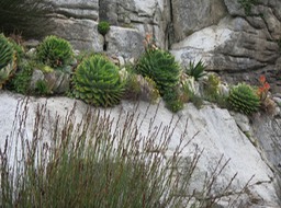 gardens on St. Michael's Mount