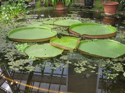 Giant Water Lilley (3 M dia.) Leiden Botanical Gardens