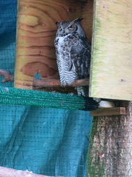 Great Horned Owl