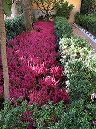 guardens at Joaqjin Sorolla Museum (6)