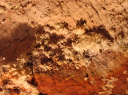 anthodites - Skyline Caverns