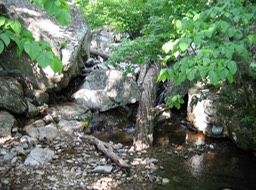 Hike in the woods at Peaks of Otter