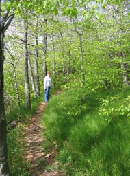 trail to Richland Balsam