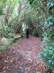 hiking in Reenagross Park, Kenmare