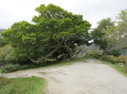 that tree had a rough life!