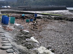 women gathering seaweed in Kenmare bay