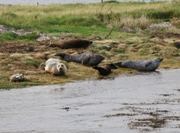 seals in Kenmare River