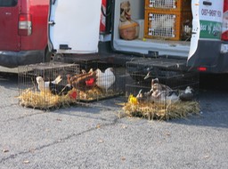 market day in Kenmare