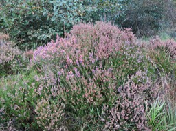 heather along the hike