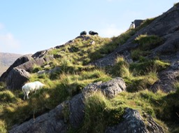 we weren't alone on the trail