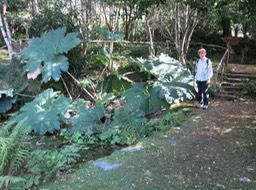 giant Rhubarb plants