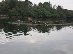 seals on the way to Garinish Island