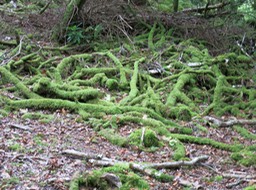 not much sun here; Ross Castle grounds