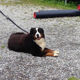 dog waiting patiently for the parade