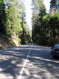 road inside park