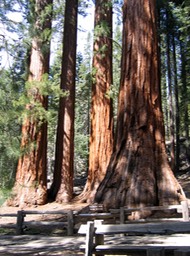 Mariposa Grove- 