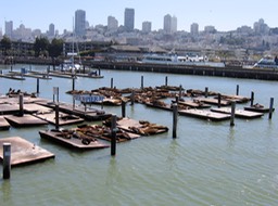 Sea Lions sunning