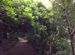 Rhododrendron in Reenagross Park