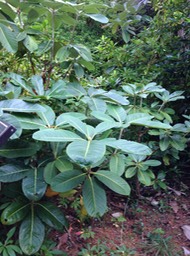 Grande Series Rhododendron on Garnish Island