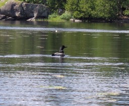 A local resident