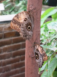 in Leiden U. Botanical gardens