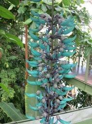 Jadebloem, Leiden U. Botanical garden