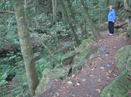 Kerikeri River Track to Wharepuke Falls